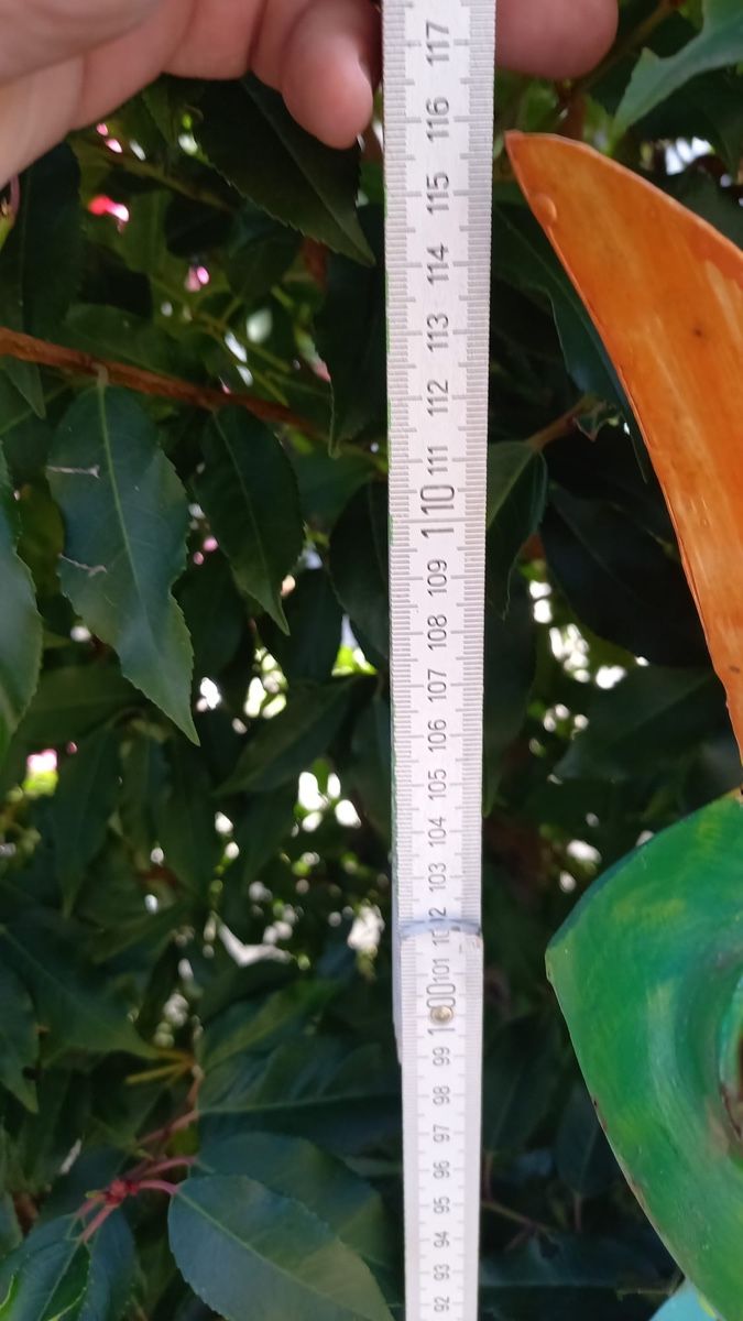 Alle Dekorationen: Froschkönig aus Blech für Garten – Gebraucht aus Möhlin von  1