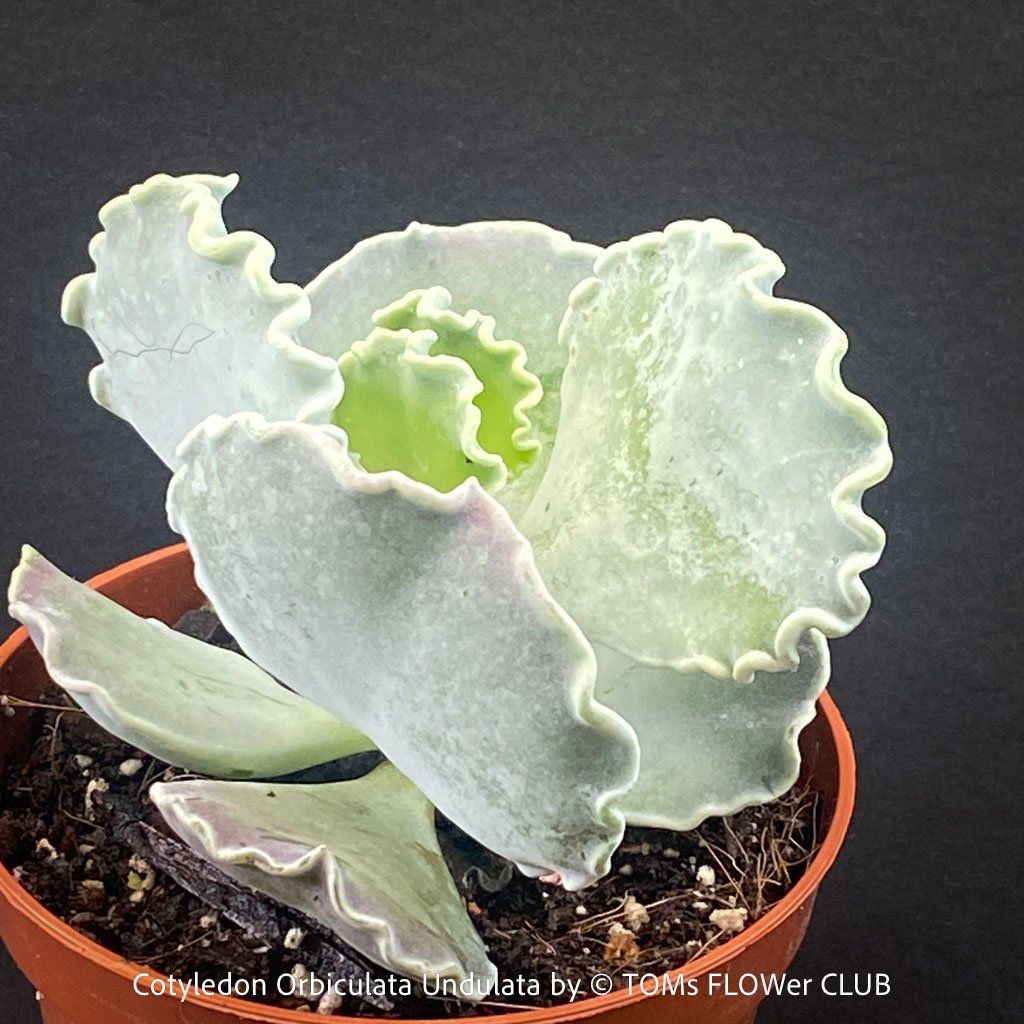 Piante & sementi: Cotyledon Orbiculata var. Undulata mit silberblauen Blättern – Nuovo e nell'imballaggio originale da Adliswil venduto da astom369 1