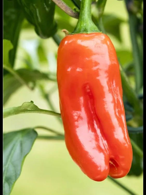 SnackPeperoni Samen Kaufen auf Ricardo