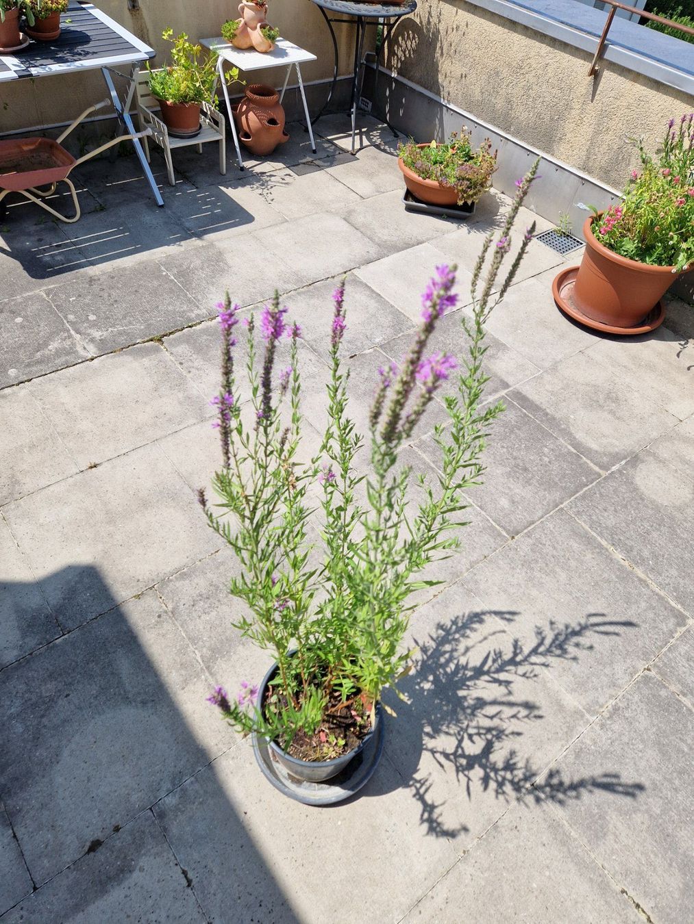 Piante & sementi: Balkon-/Gartenpflanze: Blutweiderich – Usato da Münchenbuchsee venduto da Aare22 5