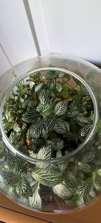 Terrarium: Pflanzenterrarium  – Gebraucht aus St.Gallen von Didi1969 1