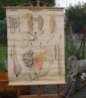 Didaktische Wandtafel Amphibia. Vertebrata, Urogenitalsystem