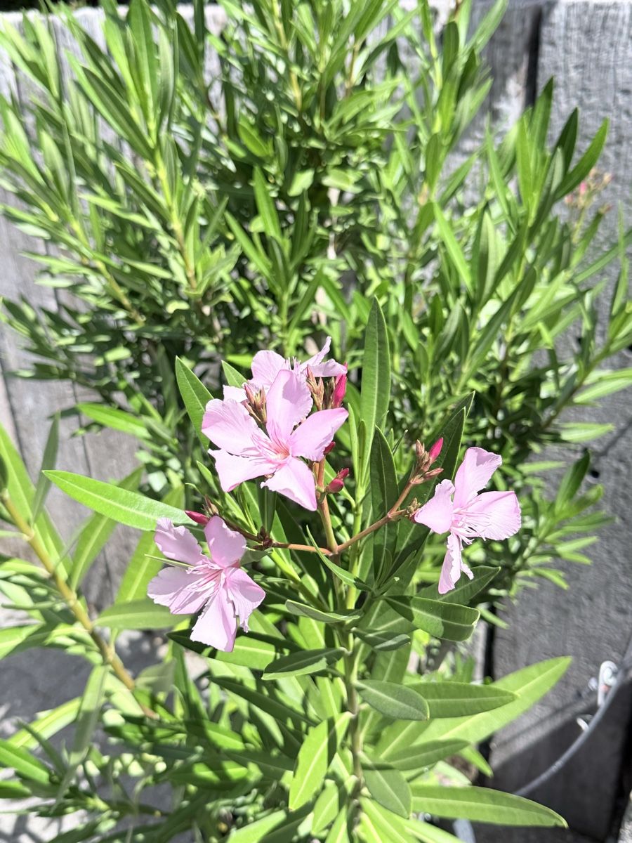 Piante & sementi: Oleander Pflanze rosa blühend im Topf – Usato da Wohlen AG venduto da NincoA-Z 1