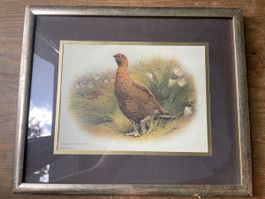 Bild in Rahmen von Schottischem Moorschneehuhn, Vogel