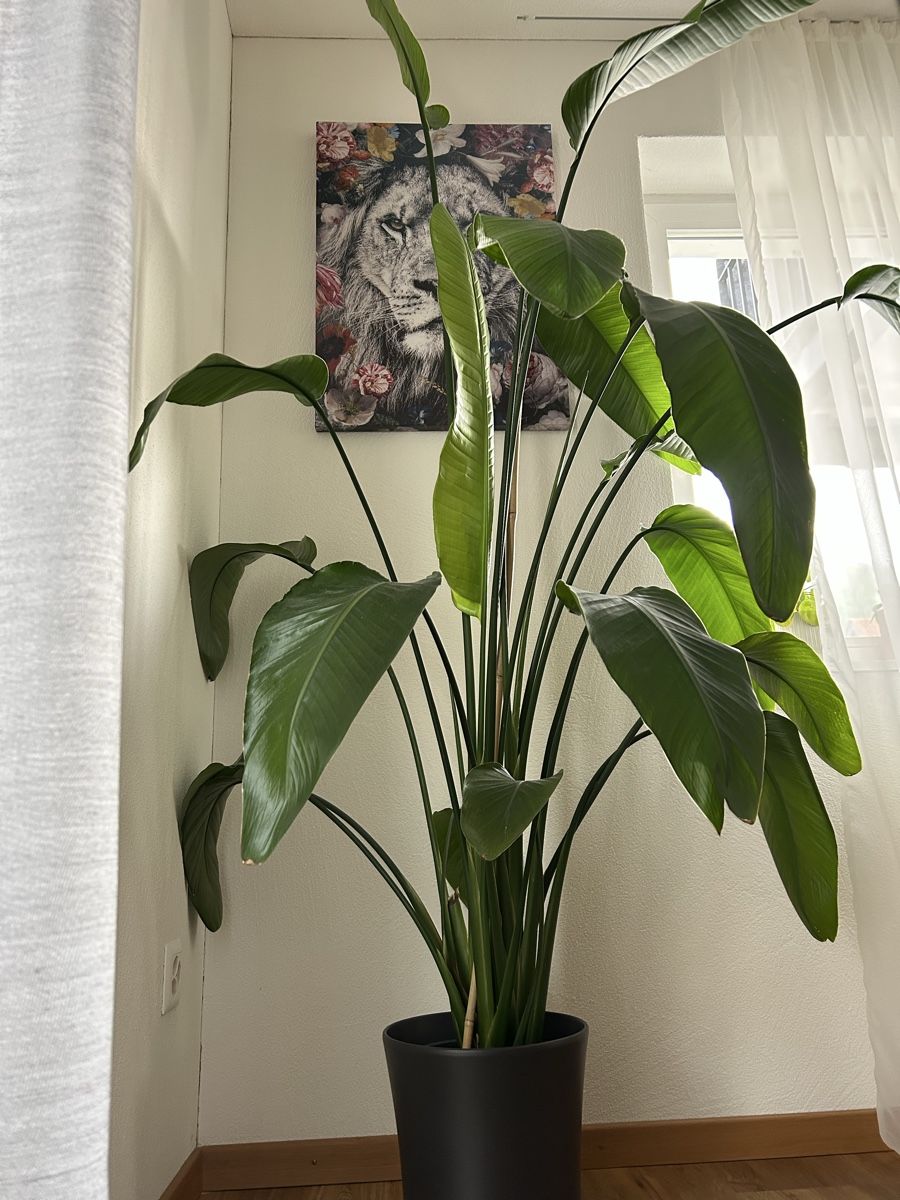 eukalyptus zimmerpflanze Kunstpflanze Eukalyptus – 180 cm