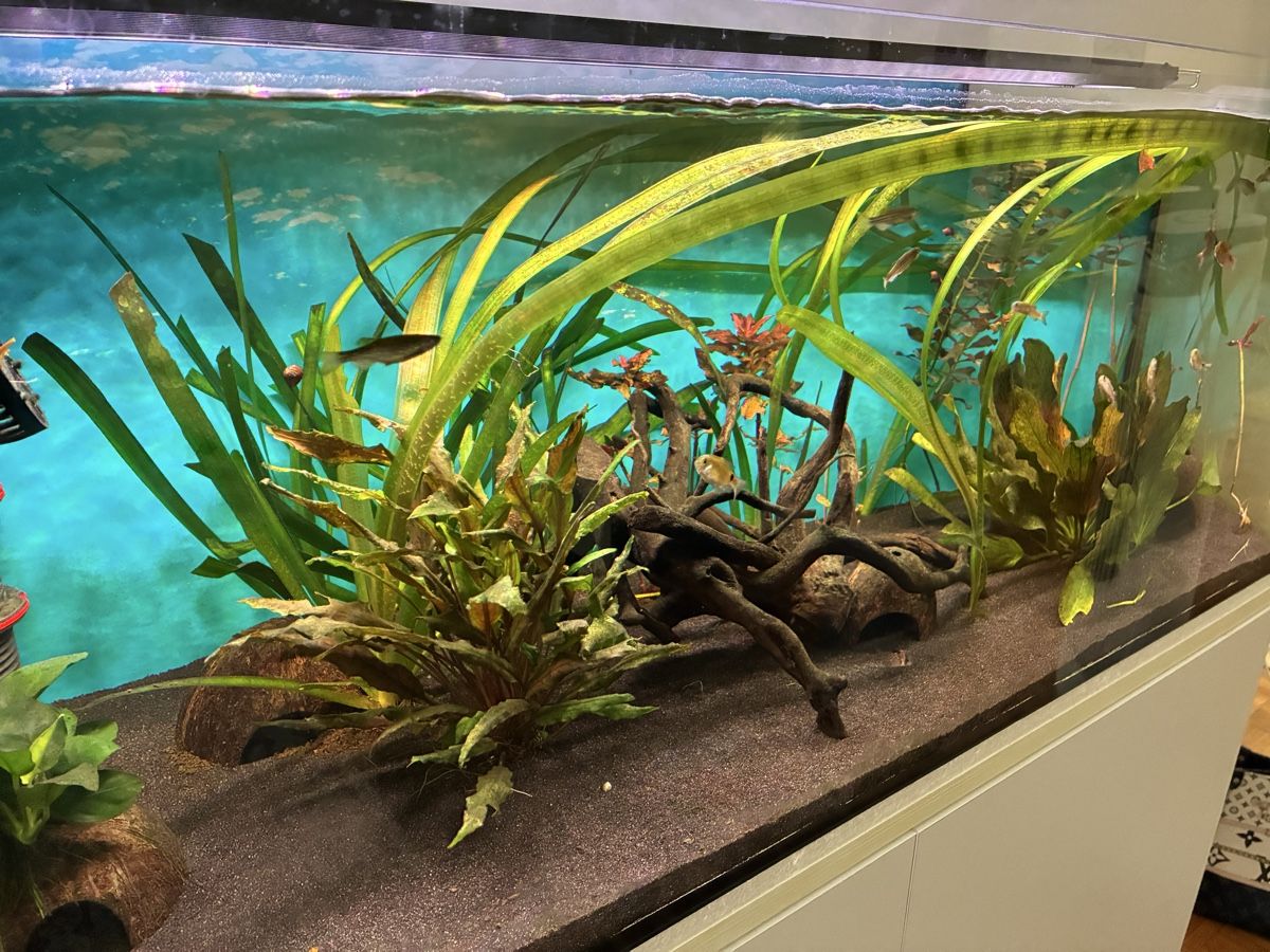 Acquari: Aquarium  160 L 6 Monate alt – Usato da Basel venduto da MuazM 2