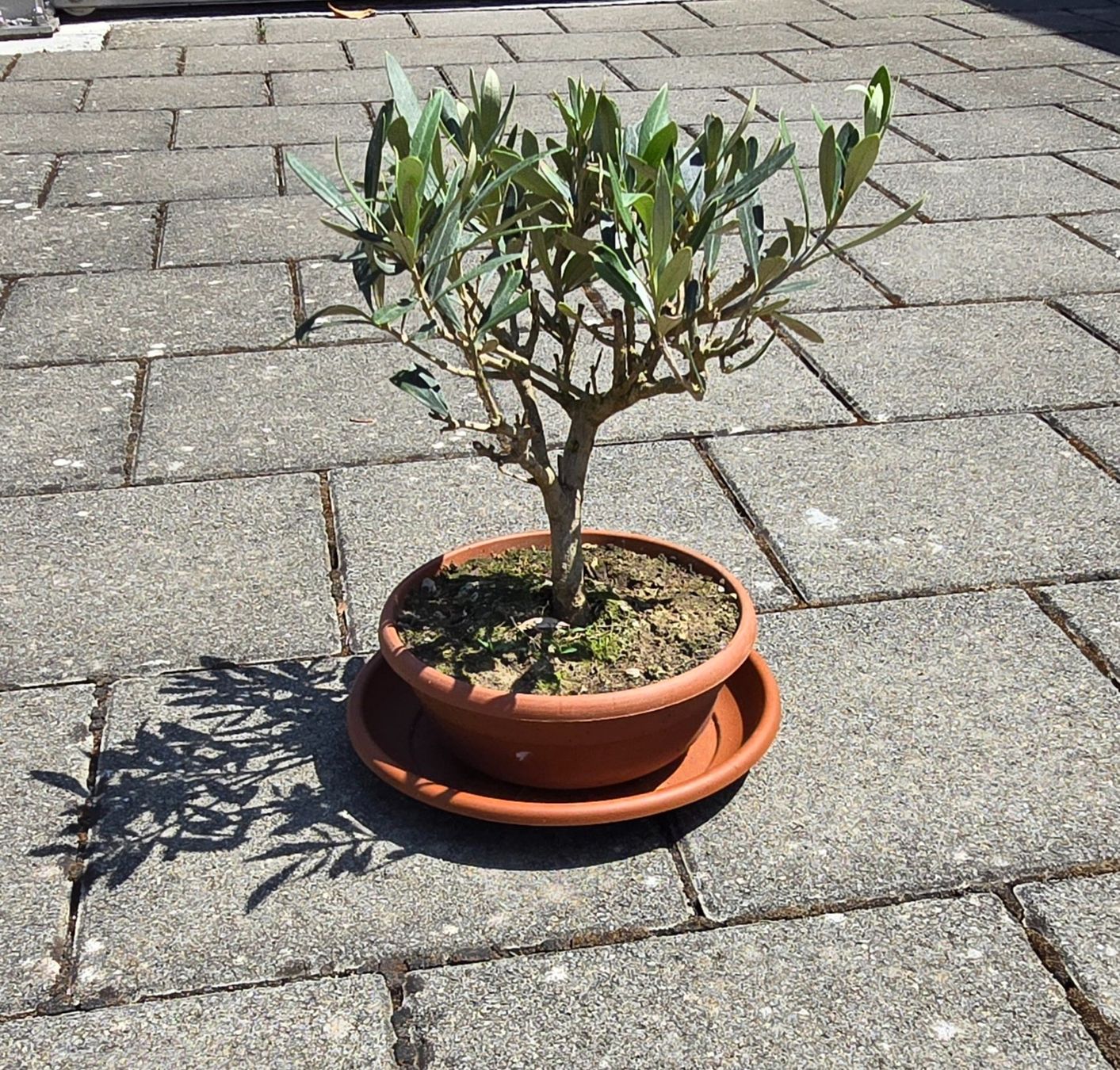 Piante & sementi: Herziges mini Olivenbäumchen Bonsai Art – Usato da Aarburg venduto da popkorn65 4