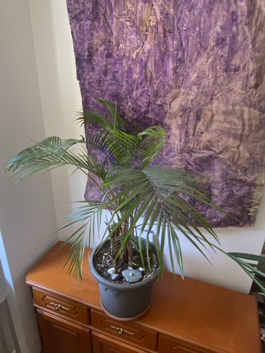 Pflanzen & Samen: Palma Areca – Gebraucht aus Zürich von LOURA_PLATES 1