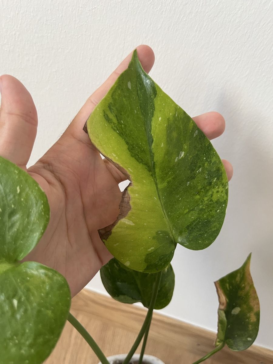 Pflanzen & Samen: Monstera Tricolor/Miracle – Gebraucht aus Basel von philuftikuss 1