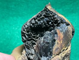 Fossile de bivalve rempli de cristaux de Vivianite bleue