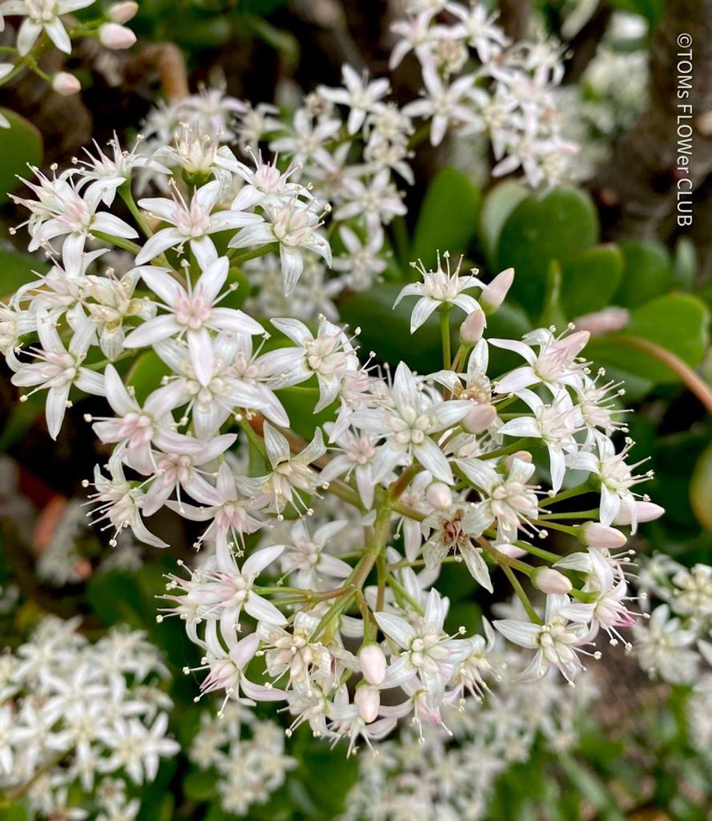 Piante & sementi: Crassula Ovata - Geldbaum rund 50cm - 8J Bäumchen – Nuovo e nell'imballaggio originale da Adliswil venduto da asTOMas963 5