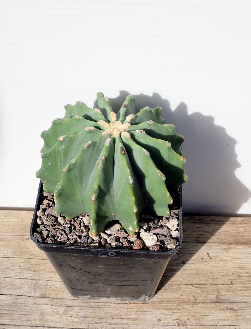 Pflanzen & Samen: Ferocactus glaucescens. – Gebraucht aus Comano von che_8lc2
