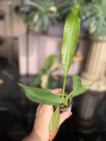 Philodendron Crassinervium 