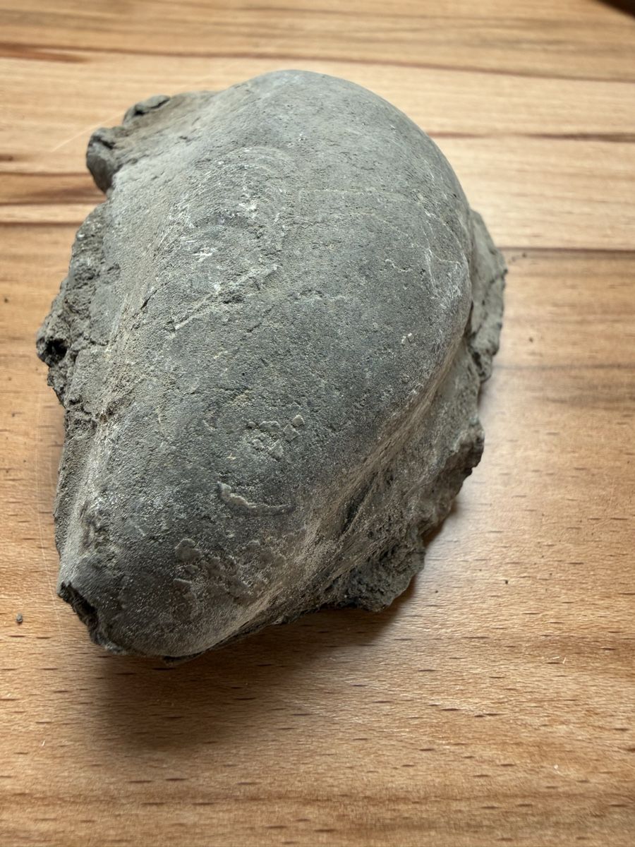 Fossilien: Versteinerte Auster – Gebraucht aus Grenchen von Bastet007 3