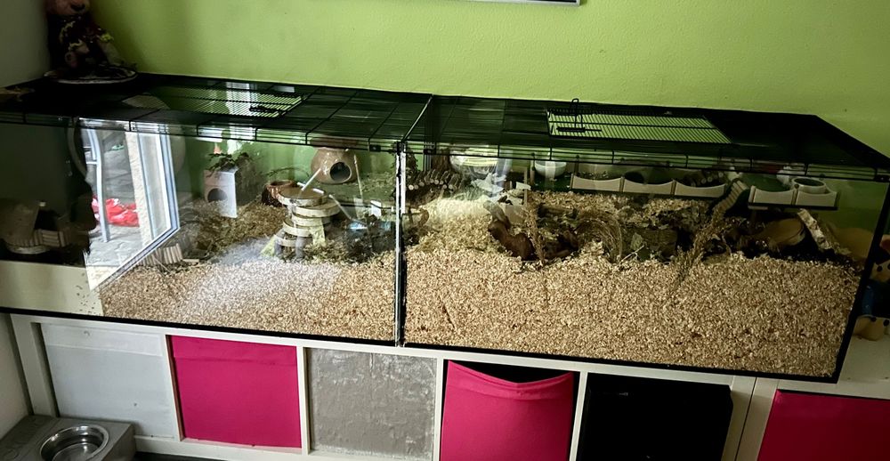 HamsterTerrarium Kaufen auf Ricardo