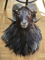 Jagdtrophäe aus Nachlass | Geissbock - Art Unbekannt