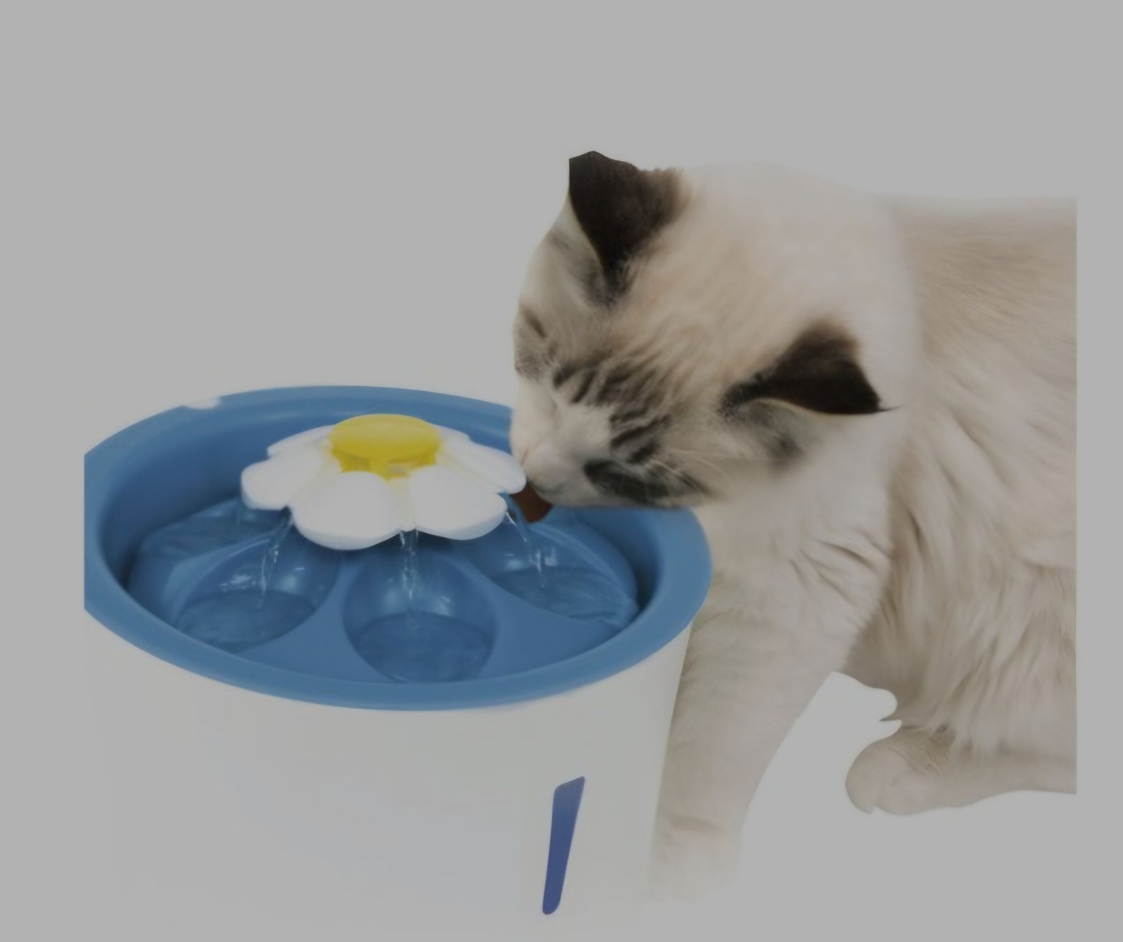 Stagni & Fontane ornamentali: Fontaine à eau Catit pour chat - Comme neuve – Nuovo (secondo la descrizione) da Morges venduto da Mlle_Croft_91 2