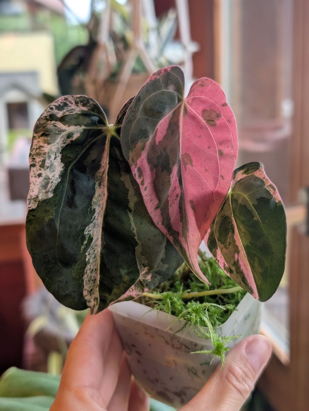 Pflanzen & Samen: Anthurium "Hot Barbie" Pink Variegata – Neu (gemäss Beschreibung) aus Faulensee von plantmama 5