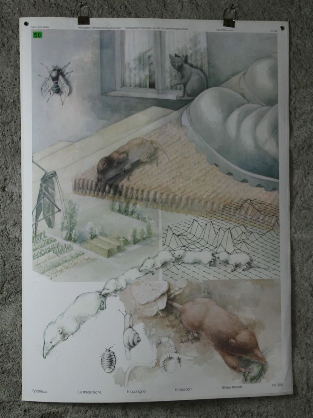Poster & Bilder: Schulwandbild "Spitzmaus" Hans U. Weber – Gebraucht aus Birrwil von brandschatz_birrwil