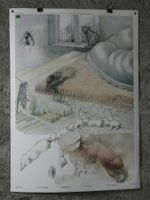 Schulwandbild "Spitzmaus" Hans U. Weber
