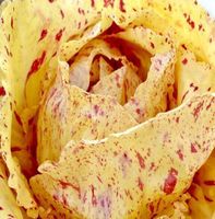 Ab 5.- fr 10 Samen BLATTZICHORIE “VARIEGATA DI CASTELFRANCO