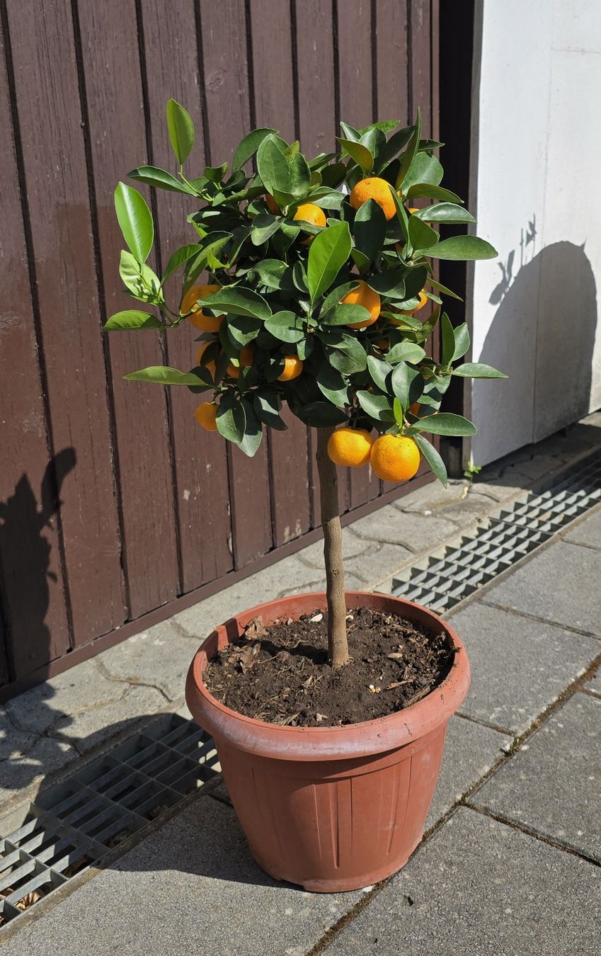 Piante & sementi: Wunderschönes Calamondin-bäumchen  – Nuovo (secondo la descrizione) da Aarburg venduto da popkorn65 3