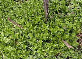 Pourpier d'hiver  (comestible)  25g