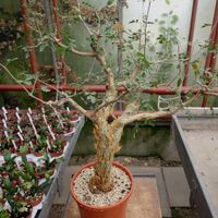 Bursera F. Arbre encens (bouture)