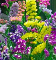 30 Samen MIX Unsterbliche Blume: STATICE 🌸 30 graines MIX