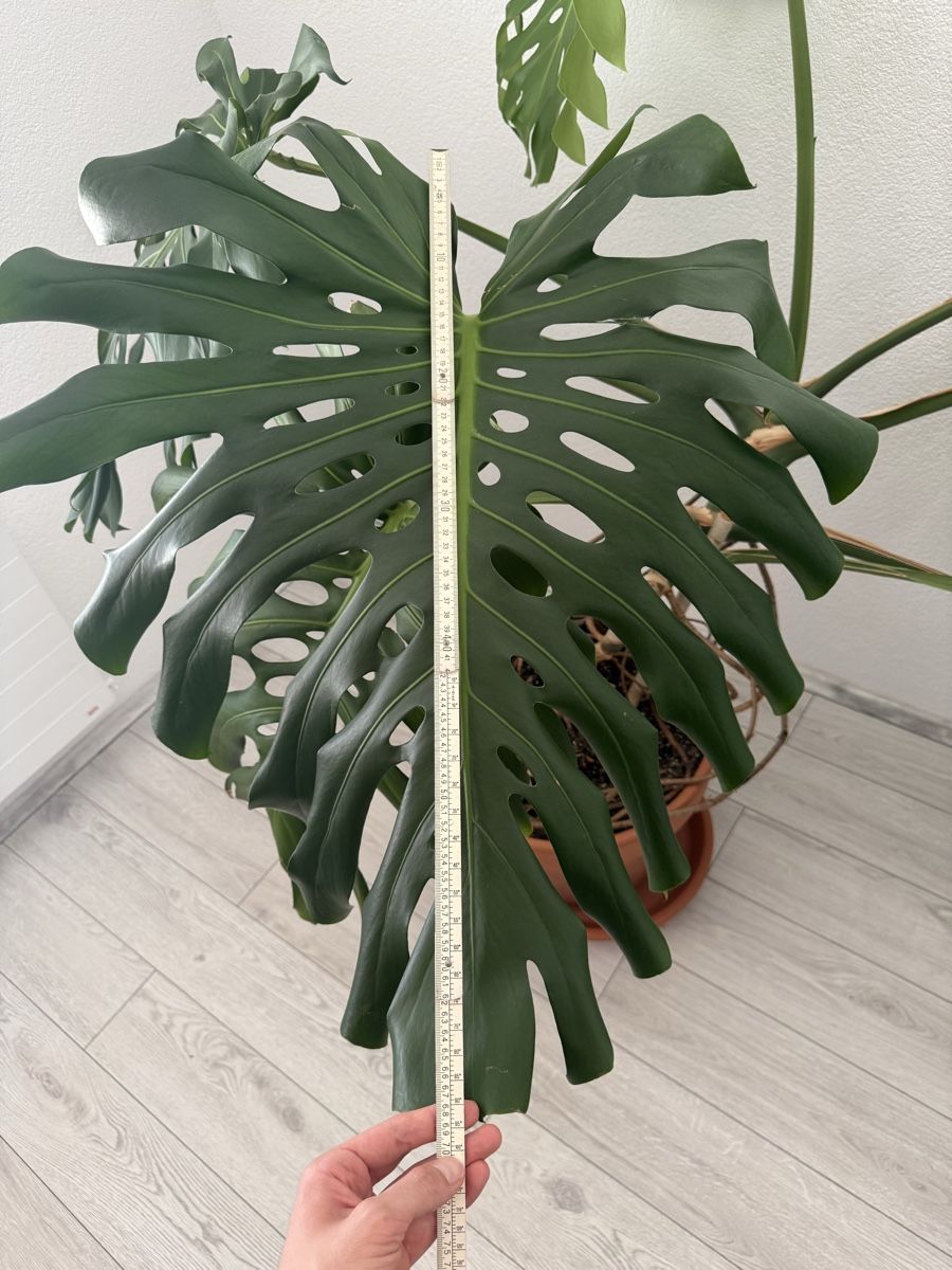 Plantes & graines: Monstera Deliciosa – D'occasion à Binningen par bob_m2qg 2