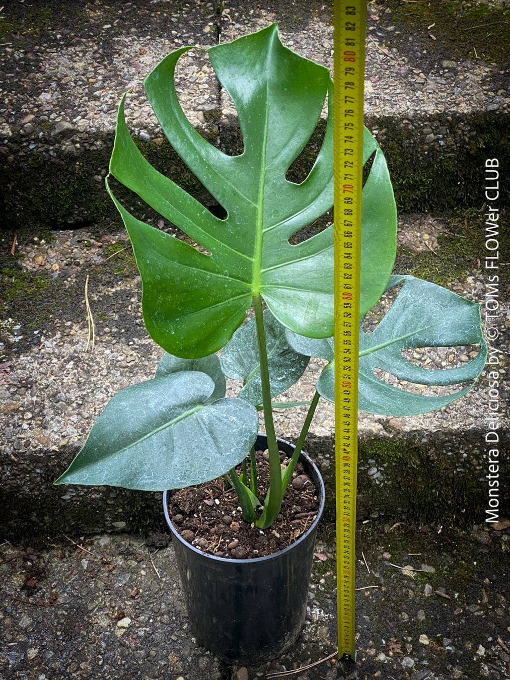Piante & sementi: Monstera Deliciosa - echte, gross-blättrige Grundform – Nuovo e nell'imballaggio originale da Adliswil venduto da astom369 8