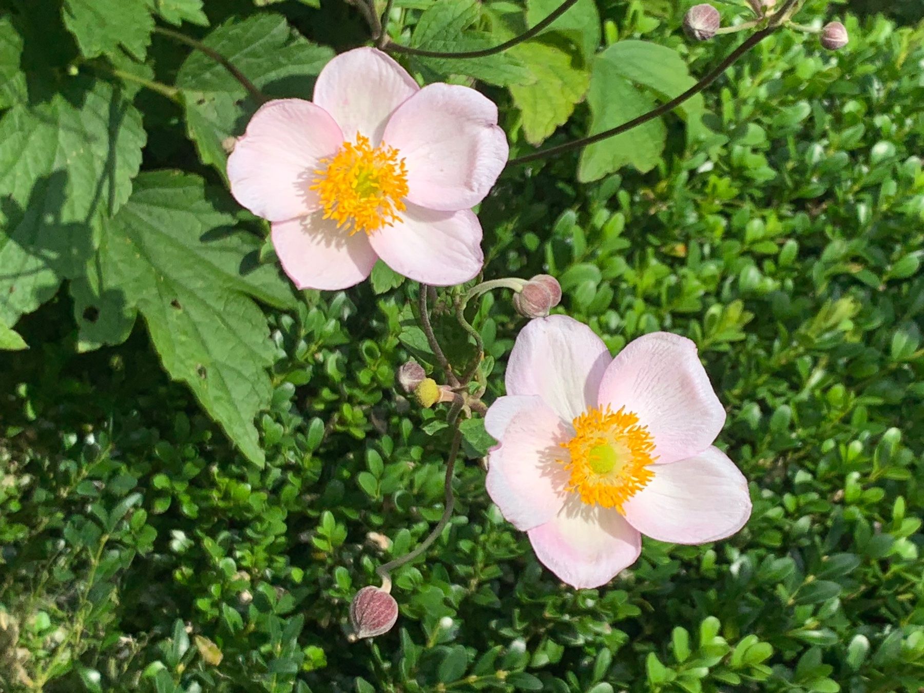 Piante & sementi: 2 Herbstanemonen rosa - Gartenpflanze winterhart – Nuovo (secondo la descrizione) da Auenstein venduto da mar_8mxd 6