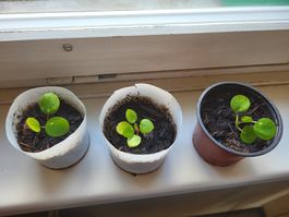 3 noch sehr kleine Pilea babies Ufo plant