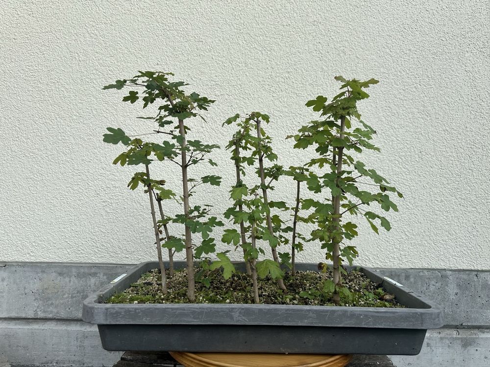 Feldahorn-Wldchen | Bonsai (Neu (gemss Beschreibung)) in Suhr fr CHF 50   nur Abholung auf Ricardo kaufen