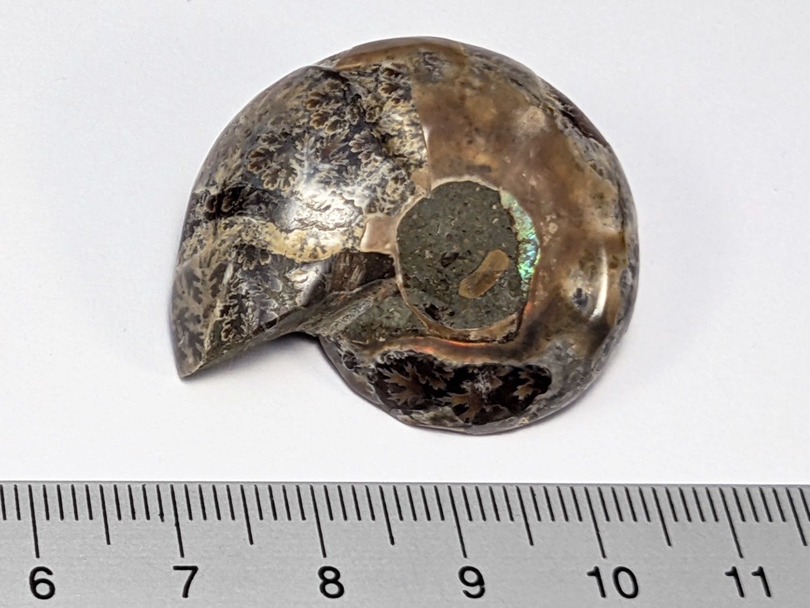 Fossili: Ammonit Fossil 35mm – Nuovo e nell'imballaggio originale da Meilen venduto da StoneGarden 1