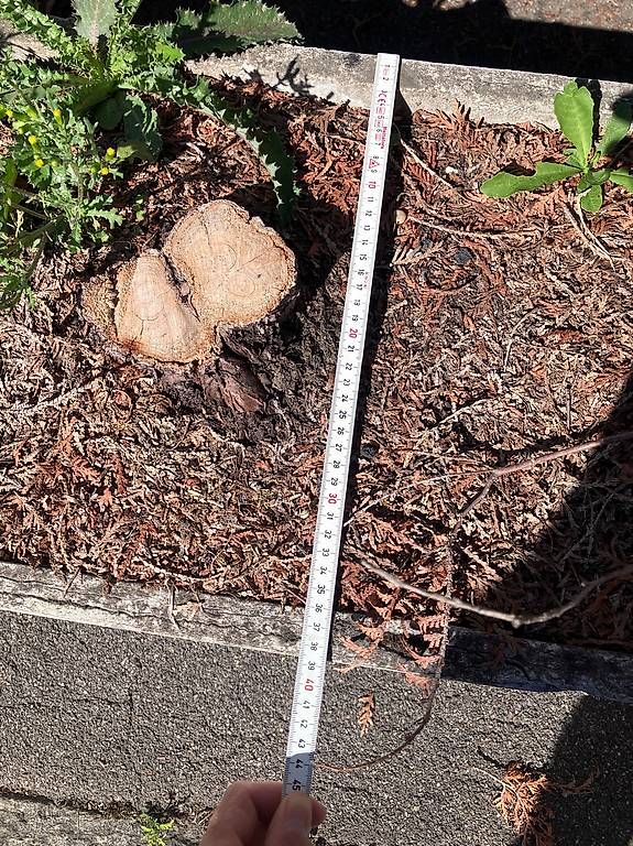 Eternit Vasi per fiori: 5xGrosse Blumenkübel – Usato da Zürich venduto da Jora008 4