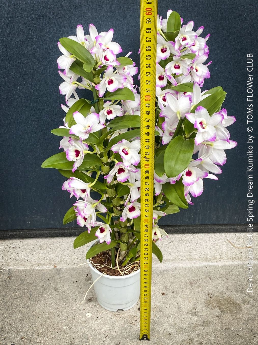 Piante & sementi: DeNDRoBiuM NoBiLe 'SPRiNG DReaM KuMiKo' - SPeKTaKuLäR – Usato da Adliswil venduto da asTOMas963 2