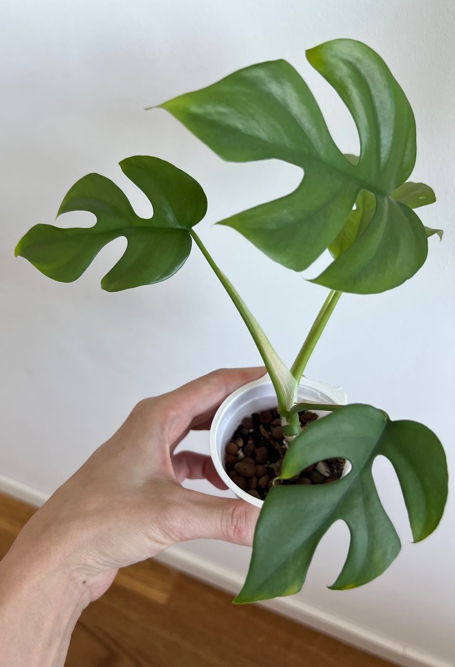 Piante & sementi: Monstera minima💚 – Usato da Glattpark(Opfikon) venduto da ste_n99y