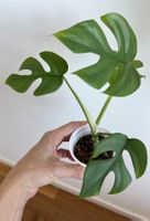 Monstera minima💚