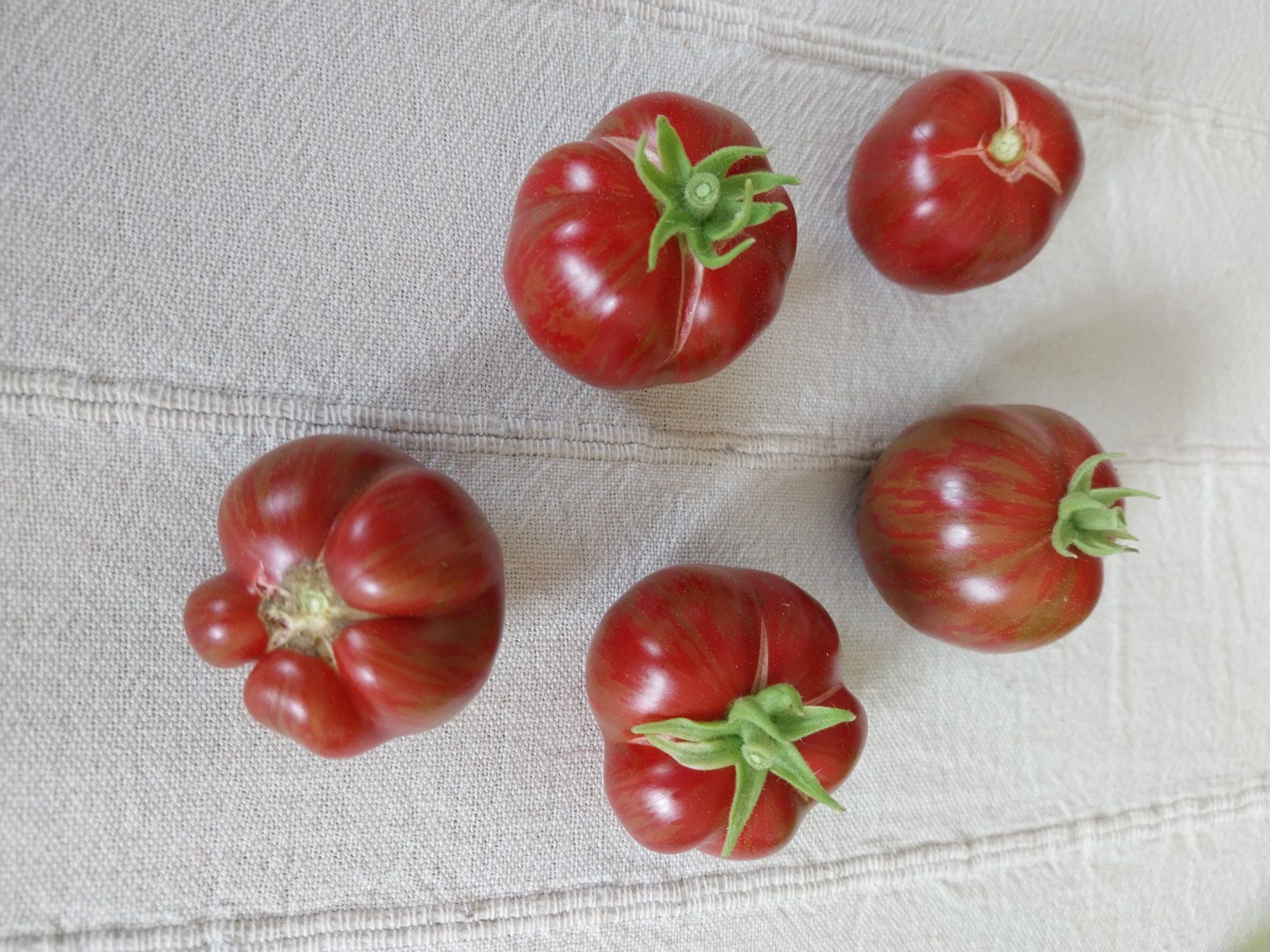 Piante & sementi: Samen Tomaten Microdwarf Groovy Tunes 10Stk. – Usato da Schwaderloch venduto da bademeister79 1