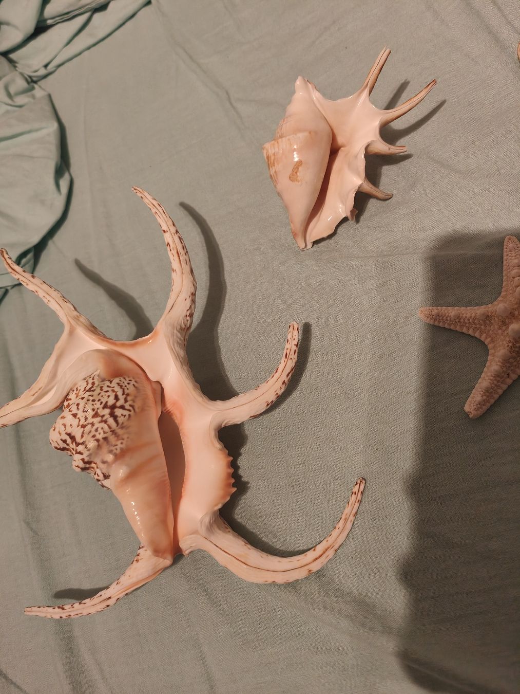 Tutte le decorazioni: deko muscheln – Nuovo (secondo la descrizione) da Schöftland venduto da magicX01 2