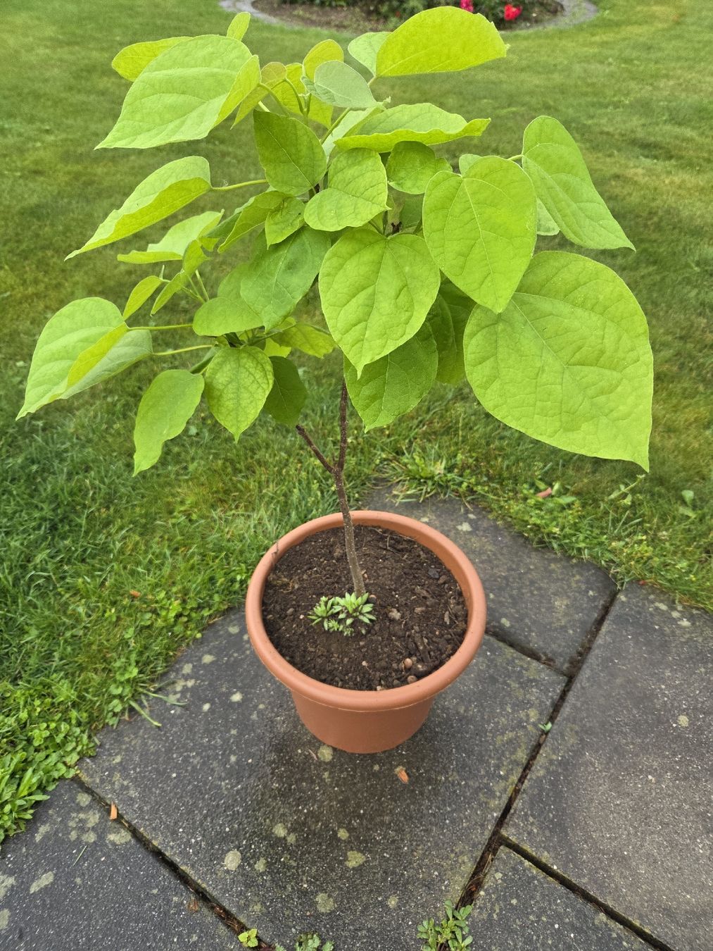 Piante & sementi: Trompeten Baum / Catalpa bignonioides – Nuovo (secondo la descrizione) da Belp venduto da Der_Belper 2