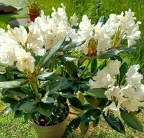 Rododendron weiß XL 60-80 cm ↕️ “BUSCH”‪
