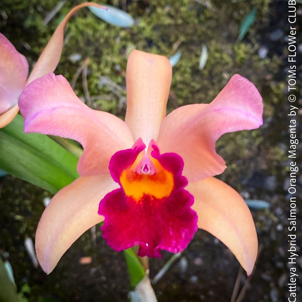 Piante & sementi: Cattleya Orchidee mit Lachsorange-Magenta Blüten – Nuovo e nell'imballaggio originale da Adliswil venduto da astom369