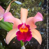Cattleya Orchidee mit Lachsorange-Magenta Blüten