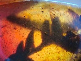 Insekt Pflanze Bernstein selten Burma echt Natur 100 Jahren
