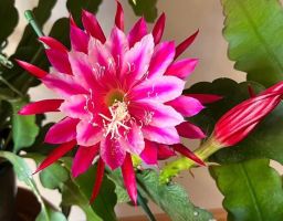 Epiphyllum „Grace Ann“ Blattkaktus Epicactus