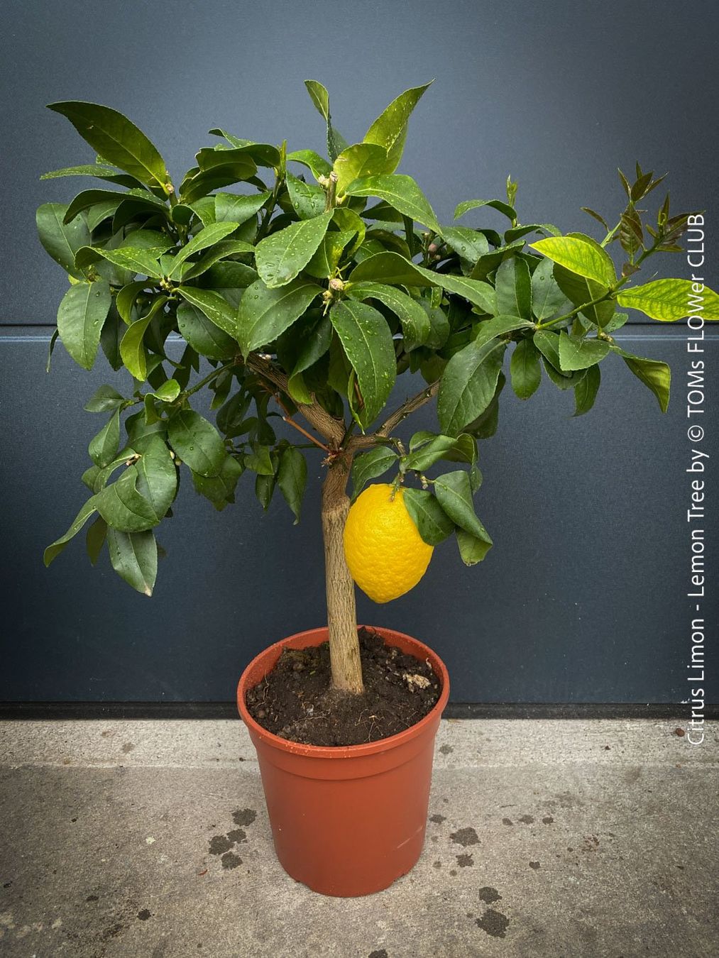 Pflanzen & Samen: Citrus Limon - Zitronenbaum - rund 70cm Bäumchen – Neu und originalverpackt aus Adliswil von astom369