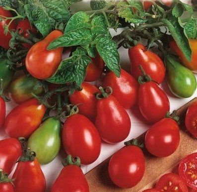 Pflanzen & Samen: Zwergtomate, Cocktailtomate, Topftomate DENAR / 5 Samen – Neu (gemäss Beschreibung) aus Hinteregg von ERFOLG78