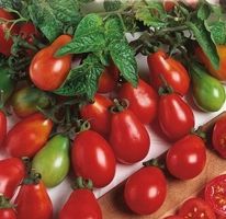Zwergtomate, Cocktailtomate, Topftomate DENAR / 5 Samen